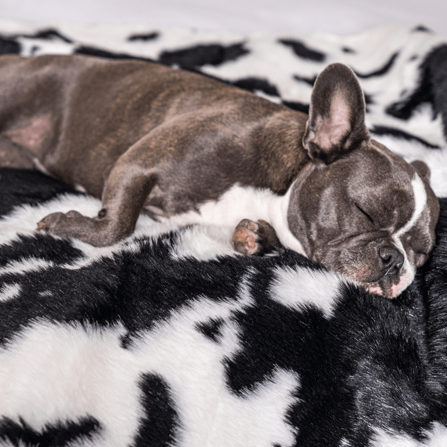 PupProtector™ Waterproof Throw Blanket - Black Faux Cowhide - - Dog Blanket by Paw.com