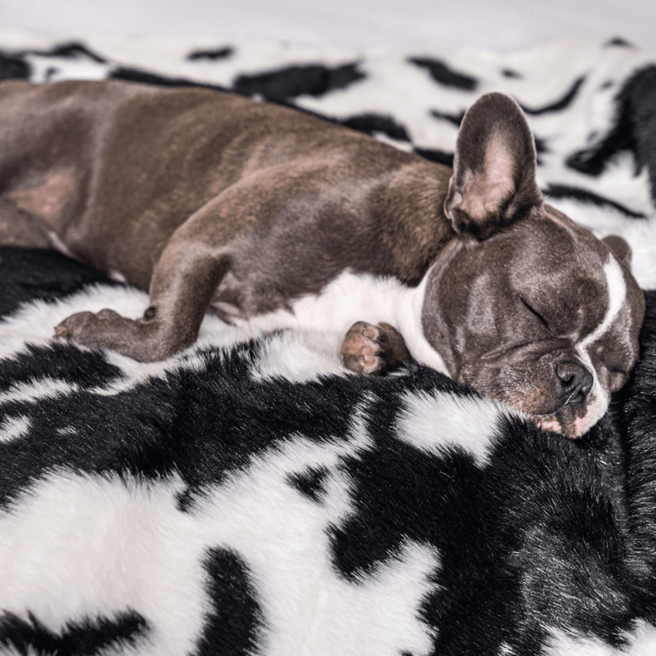 PupProtector™ Waterproof Throw Blanket - Black Faux Cowhide - - Dog Blanket by Paw.com