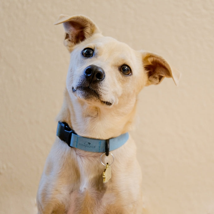 Sleepypod Comfort Suede Dog Collar - - Collar by Sleepypod