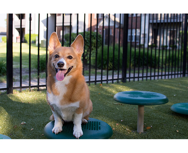 BarkPark Stepping Paws - - by BarkPark