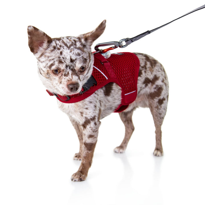 Sleepypod Martingale Dog Calming Harness - Strawberry Red Mesh - Harness by Sleepypod