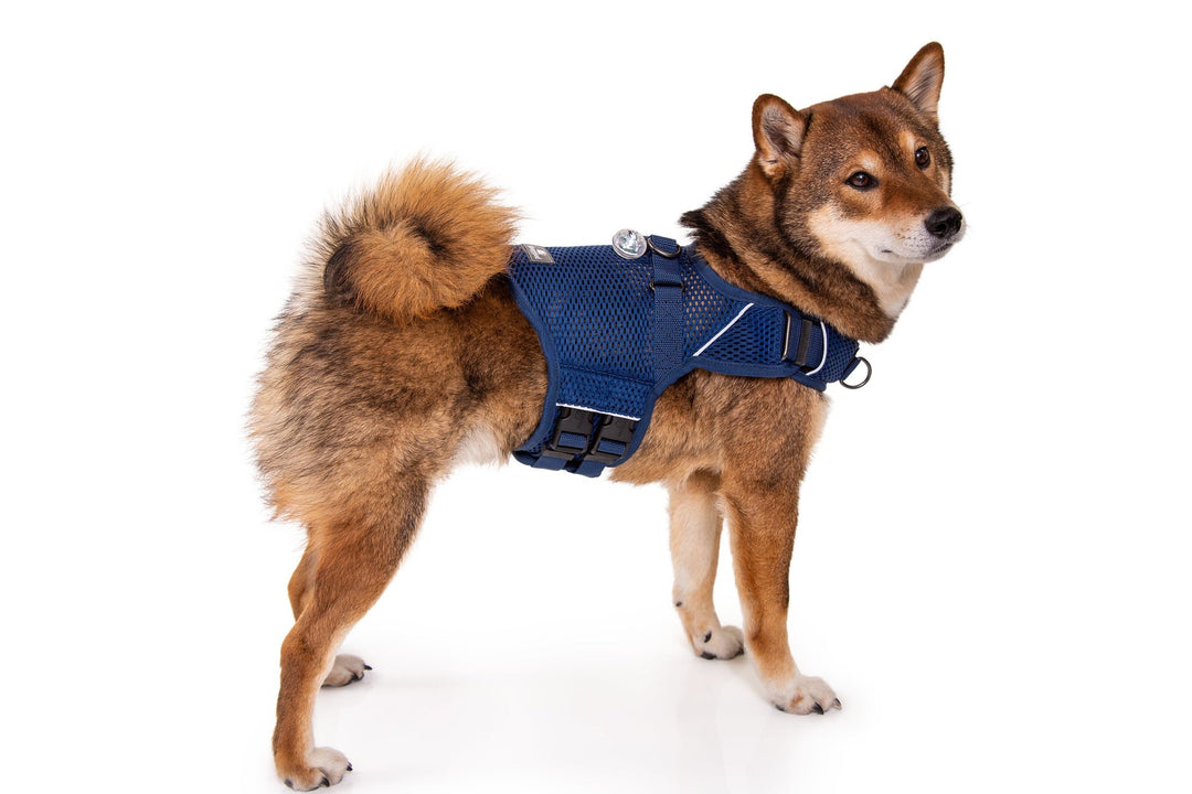 Sleepypod Martingale Dog Calming Harness - Midnight Blue Mesh - Harness by Sleepypod