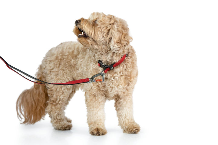 Sleepypod Locking Martingale Collar - - Collar by Sleepypod