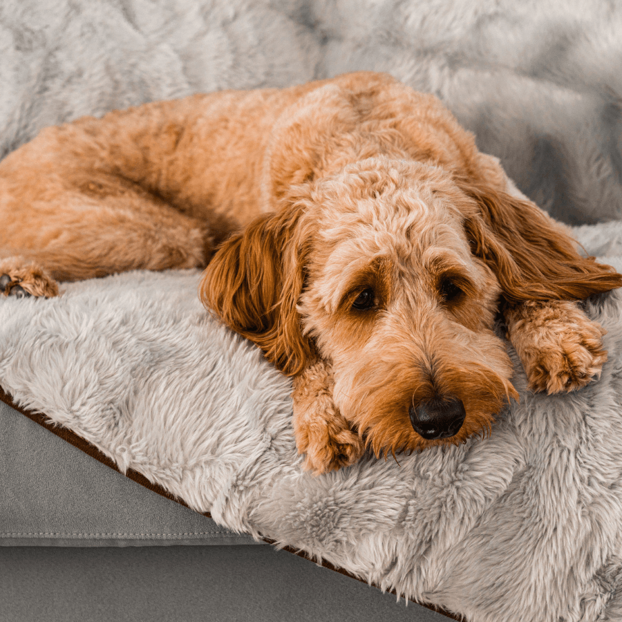 PupProtector™ Short Fur Waterproof Throw Blanket - Grey - - Dog Blanket by Paw.com