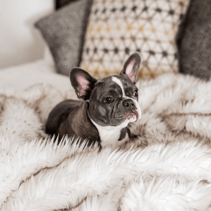 PupProtector™ Waterproof Throw Blanket - White with Brown Accents - - Dog Blanket by Paw.com