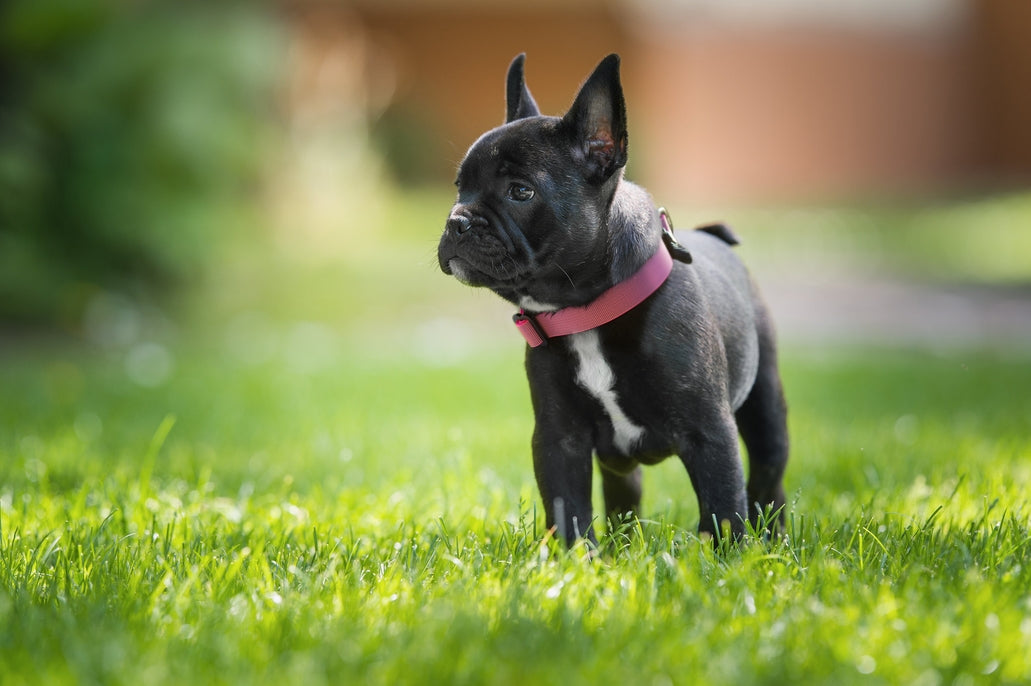 Sleepypod Locking Martingale Collar - - Collar by Sleepypod