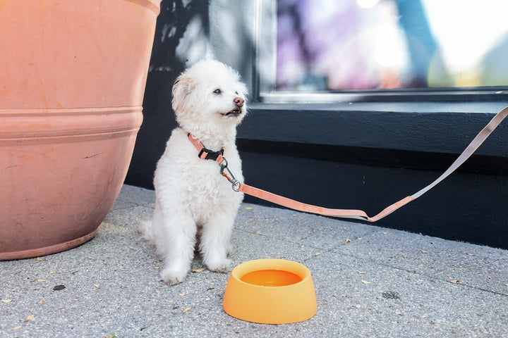Sleepypod Yummy Travel Bowl - - Bowl by Sleepypod