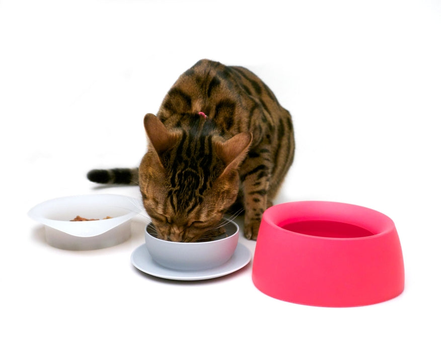 Sleepypod Yummy Travel Bowl - - Bowl by Sleepypod