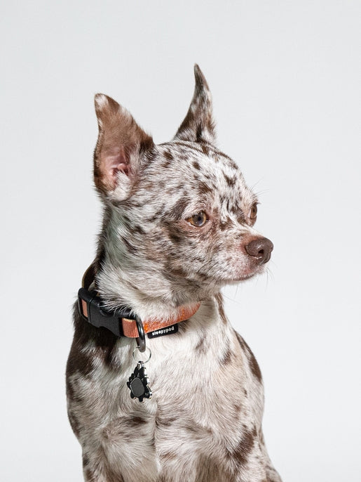 Sleepypod Everyday Collar - - Collar by Sleepypod