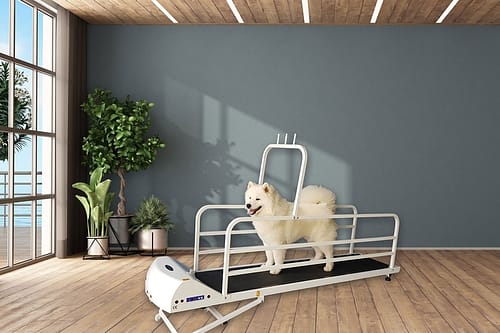 GoPet PR725 – Large Breed Treadmill