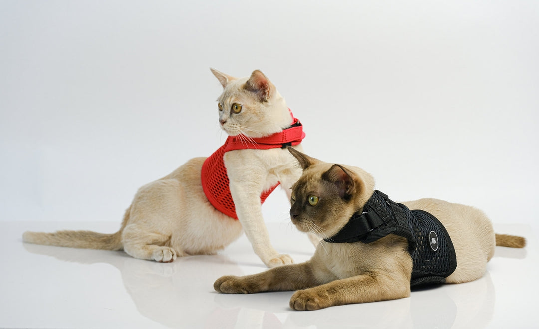 Sleepypod Martingale Cat Calming Harness - Jet Black Mesh - Harness by Sleepypod
