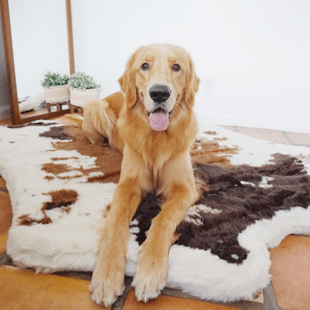 PupRug® Animal Print Memory Foam Dog Bed - Brown Faux Cowhide - - Dog Beds by Paw.com