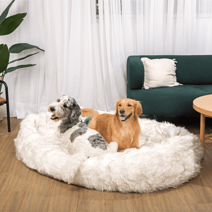 PupCloud™ Human-Size Faux Fur Memory Foam Dog Bed - White with Brown Accents - - by Paw.com