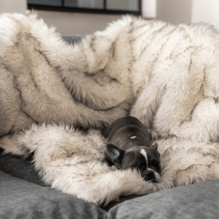 PupProtector™ Waterproof Throw Blanket - White with Brown Accents - - Dog Blanket by Paw.com
