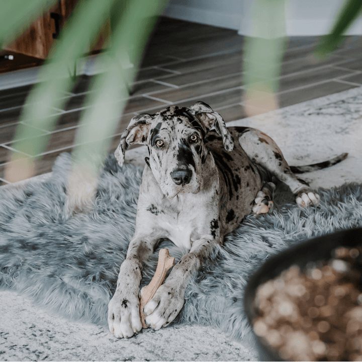 PupRug by Paw.com® Faux Fur Orthopedic Dog Bed - Curve Charcoal Grey - - Dog Beds by Paw.com