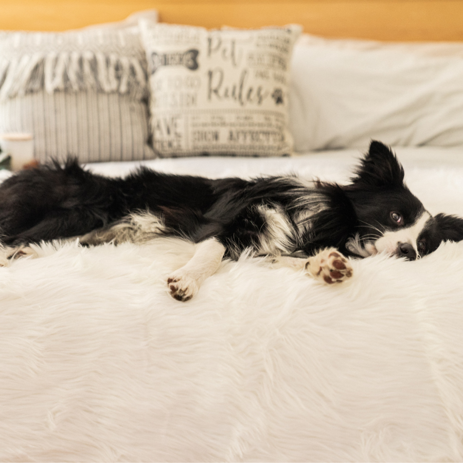 PupProtector™ Waterproof Throw Blanket - Polar White - - Dog Blanket by Paw.com