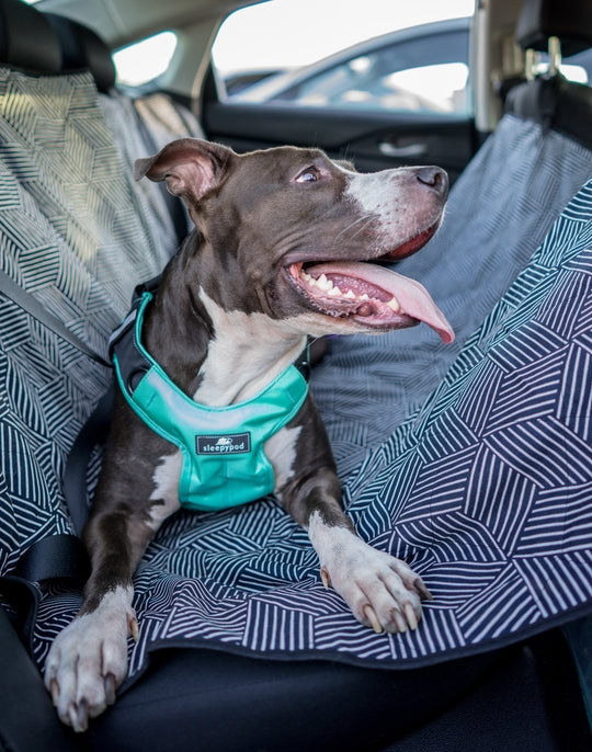 Sleepypod Terrain Plus Dog Harness - - Harness by Sleepypod