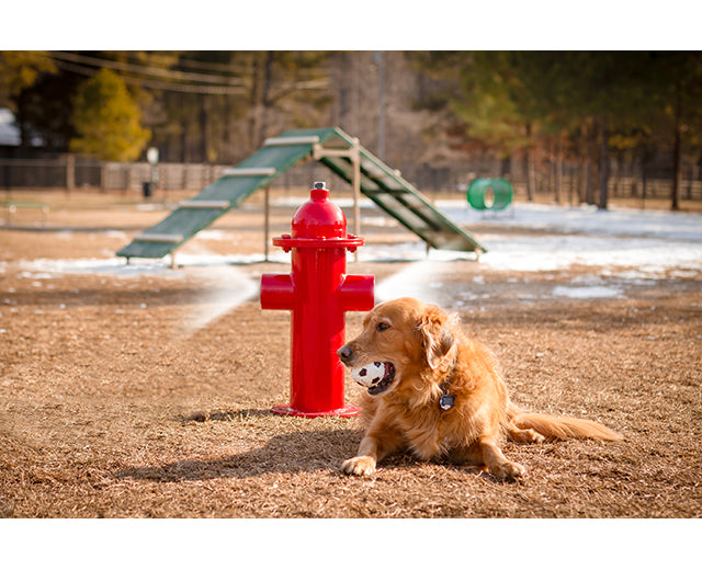 BarkPark Misting Fire Hydrant - - by BarkPark