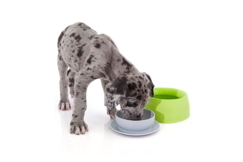 Sleepypod Yummy Travel Bowl - - Bowl by Sleepypod