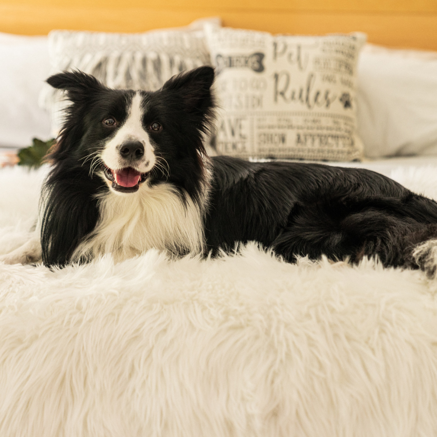 PupProtector™ Waterproof Throw Blanket - Polar White - - Dog Blanket by Paw.com