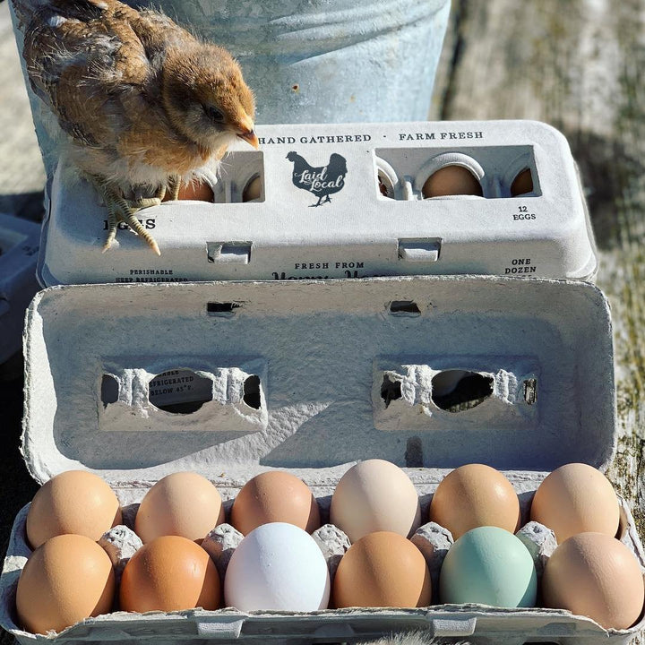 Henlay Laid Local Egg Cartons- Adorable Printed Vintage Design- 25, 90, or 250 - - Egg Cartons by My Pet Chicken
