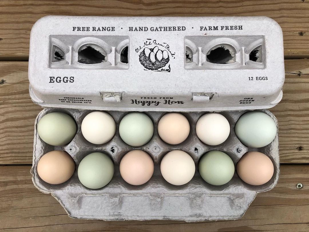Henlay Blank Stamping Egg Cartons - 25, 90, or 250 - - Egg Cartons by My Pet Chicken
