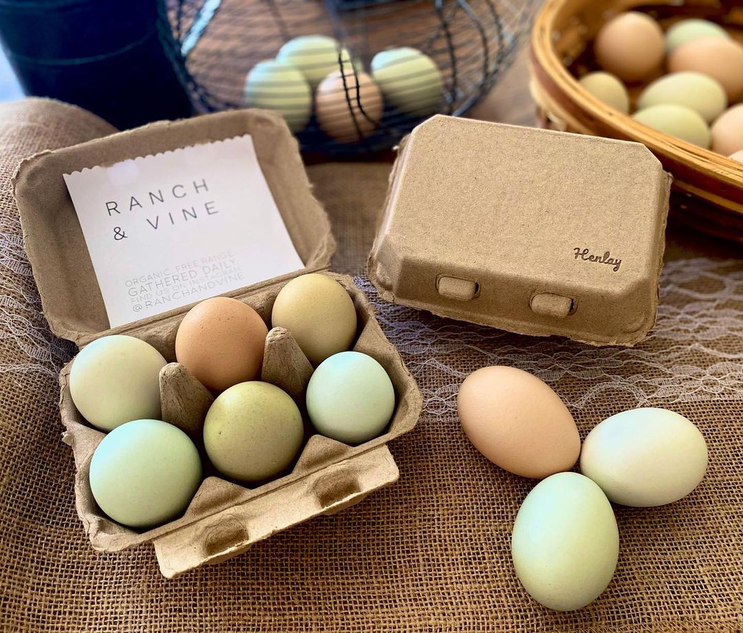 Half Dozen Egg Cartons - Henlay Blank Flat Top, Six Pack, 2 colors, 20 or 100 - - Egg Cartons by My Pet Chicken