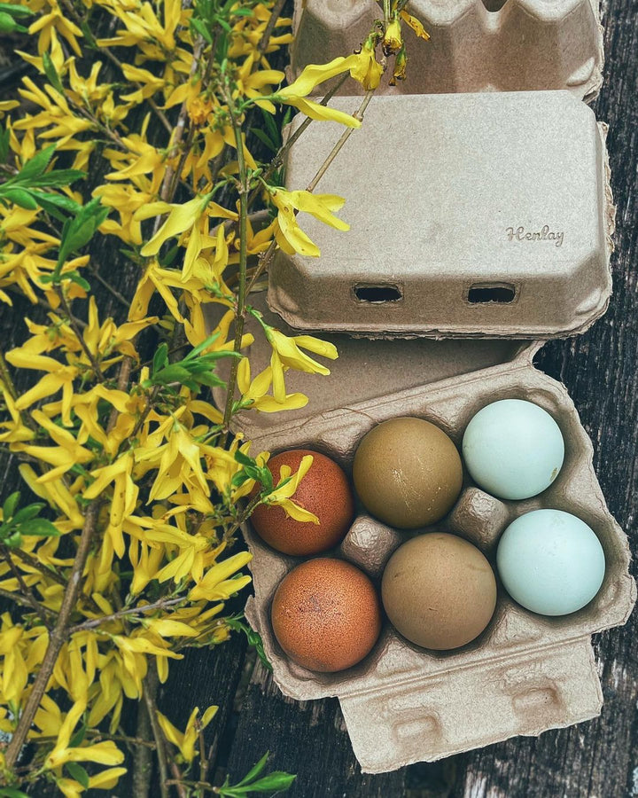 Half Dozen Egg Cartons - Henlay Blank Flat Top, Six Pack, 2 colors, 20 or 100 - - Egg Cartons by My Pet Chicken
