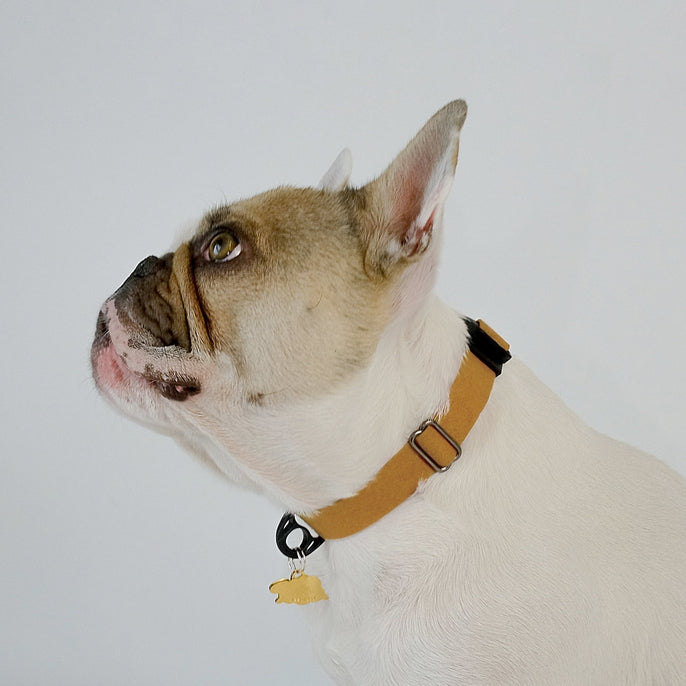 Sleepypod Comfort Suede Dog Collar - - Collar by Sleepypod