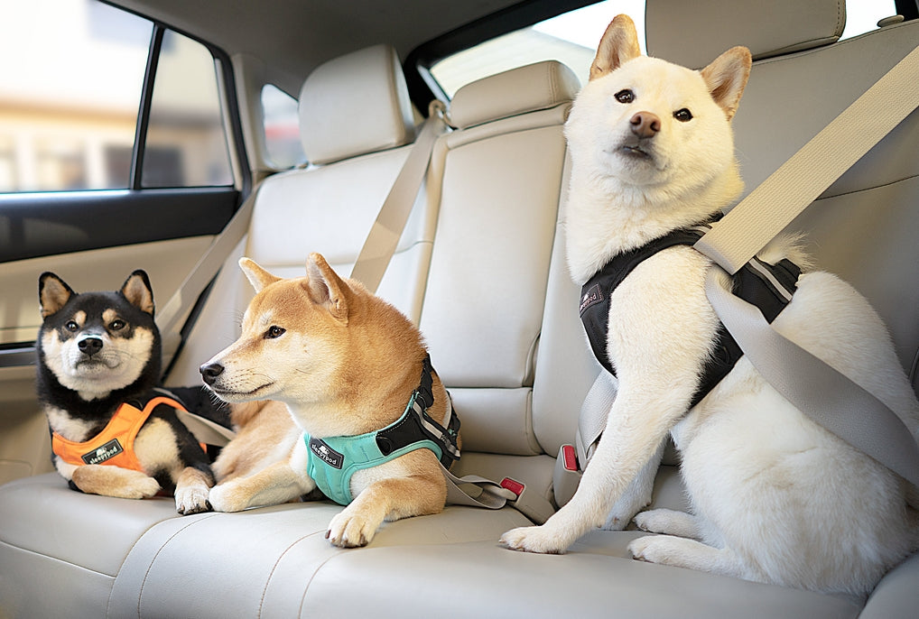 Sleepypod Terrain Plus Dog Harness - - Harness by Sleepypod