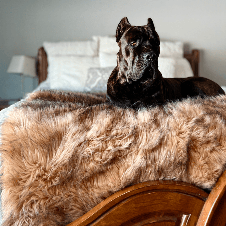PupProtector™ Waterproof Throw Blanket - Sable Tan - - Dog Blanket by Paw.com