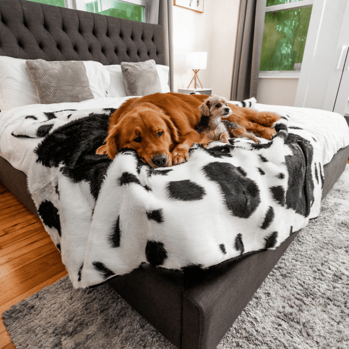 PupProtector™ Waterproof Throw Blanket - Black Faux Cowhide - - Dog Blanket by Paw.com