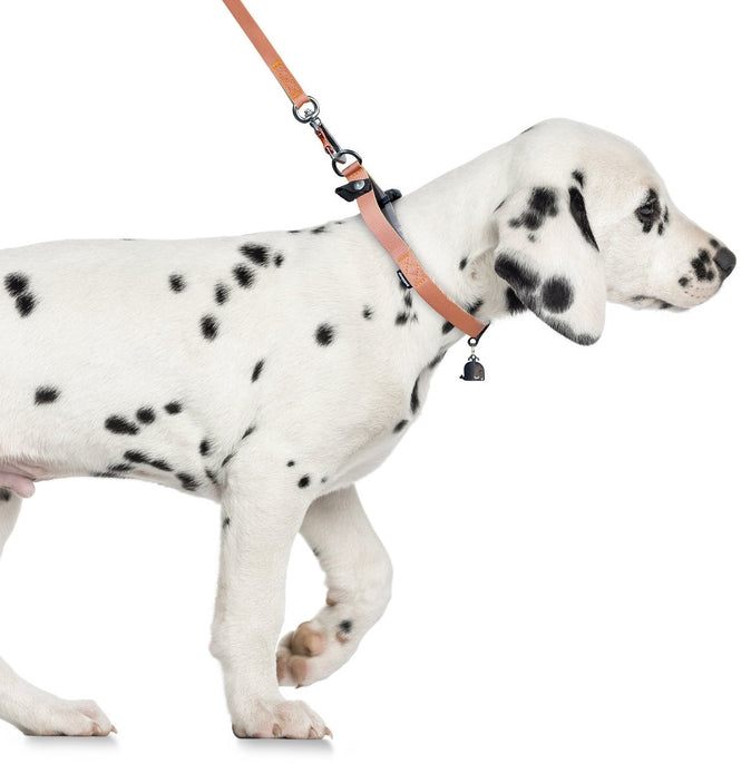 Sleepypod Locking Martingale Collar - - Collar by Sleepypod