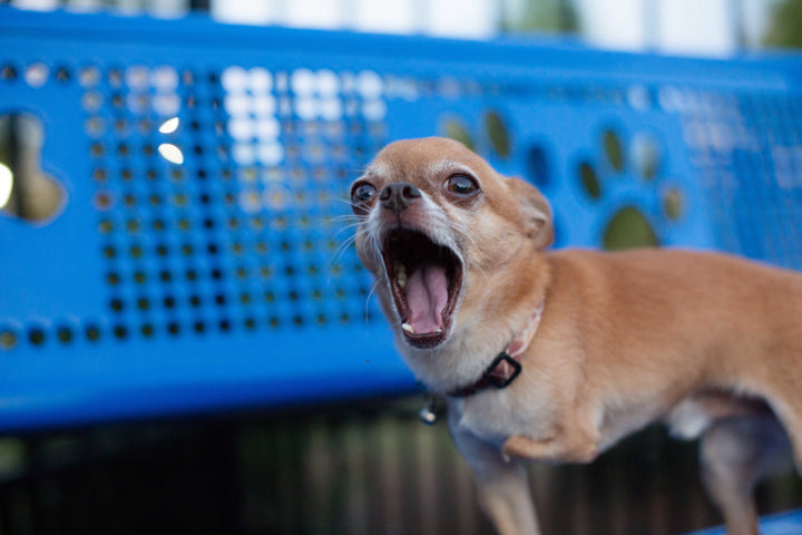 BarkPark Sit & Stay Bench - - by BarkPark