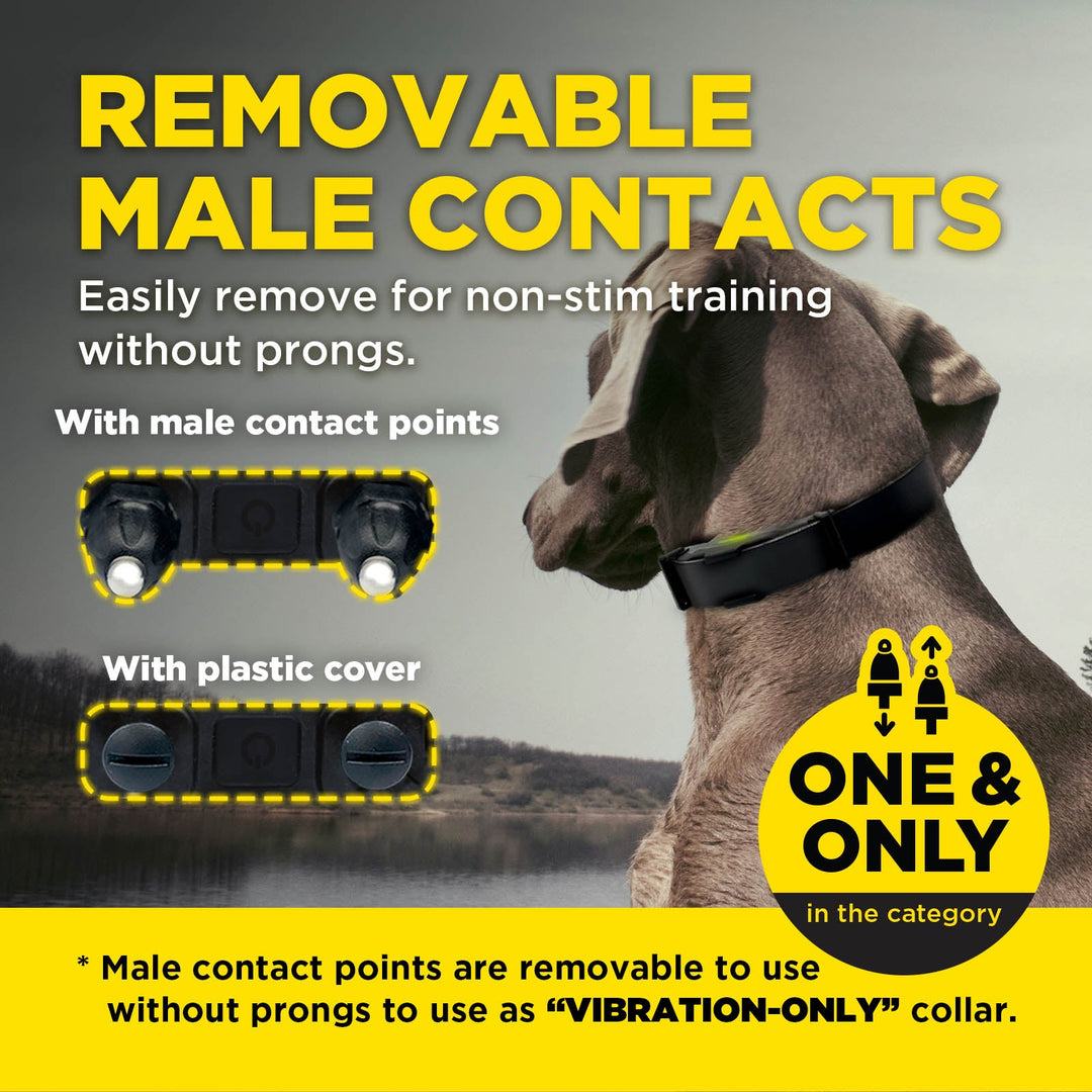 Dogtra ARC-X 1-DOG Unit - - by Dogtra