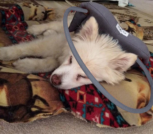 Muffin's Halo Blind Dog Guide - - Blind Dog Guide by Muffins Halo