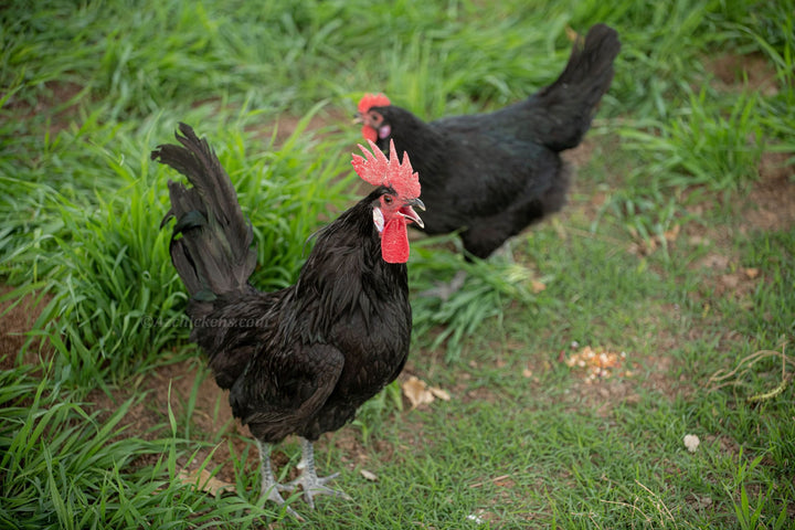 American Bresse Chicks - Assorted Colors - Buy 10 + 5 Bonus Free (Unsexed, Shipping Included) - - Bresse Chickens by Az Chickens