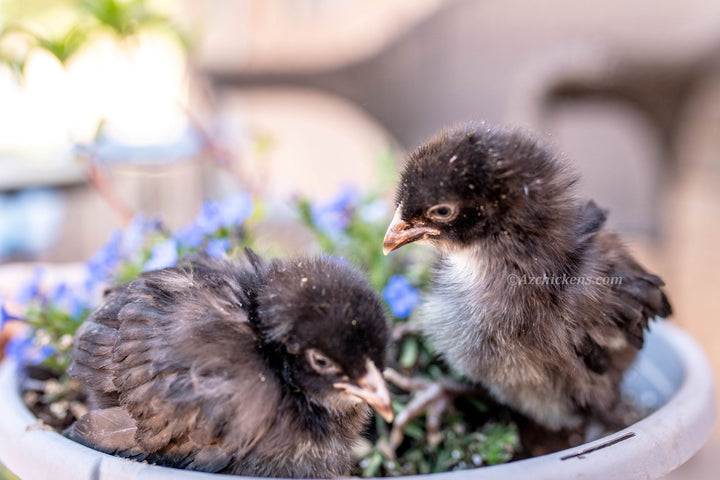 Black American Bresse Chicks - Buy 10 + 5 Bonus Free (Unsexed, Shipping Included) - - Black Bresse Chickens by Az Chickens