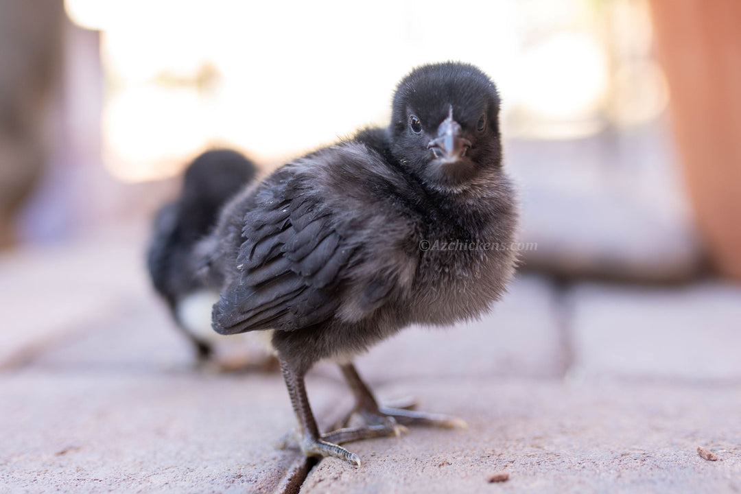 Black American Bresse Chicks - Buy 10 + 5 Bonus Free (Unsexed, Shipping Included) - June 15th - Black Bresse Chickens by Az Chickens