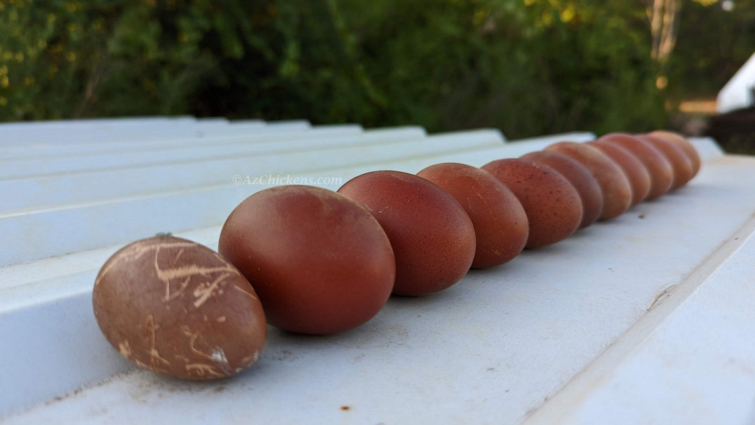 Rainbow Egg Assortment – Buy 10 + 5 Bonus Free (15 St. Run Chicks, Shipping Included) - - by Az Chickens