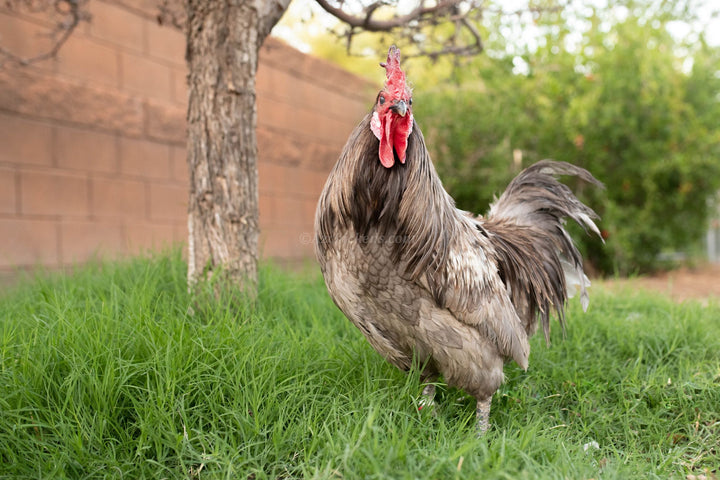 Blue American Bresse Chicks - Buy 10 + 5 Bonus Free (Unsexed, Shipping Included) - - Blue Bresse Chickens by Az Chickens