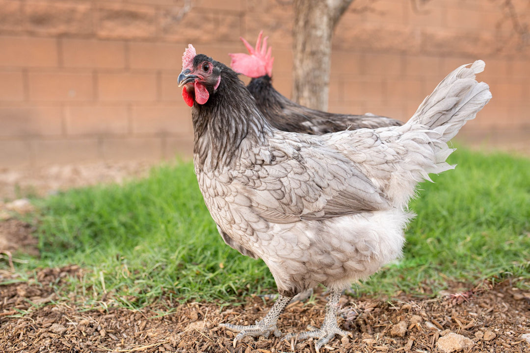 Blue American Bresse Chicks - Buy 10 + 5 Bonus Free (Unsexed, Shipping Included) - - Blue Bresse Chickens by Az Chickens