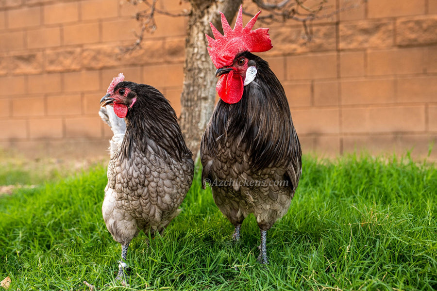 Blue American Bresse Chicks - Buy 10 + 5 Bonus Free (Unsexed, Shipping Included) - - Blue Bresse Chickens by Az Chickens