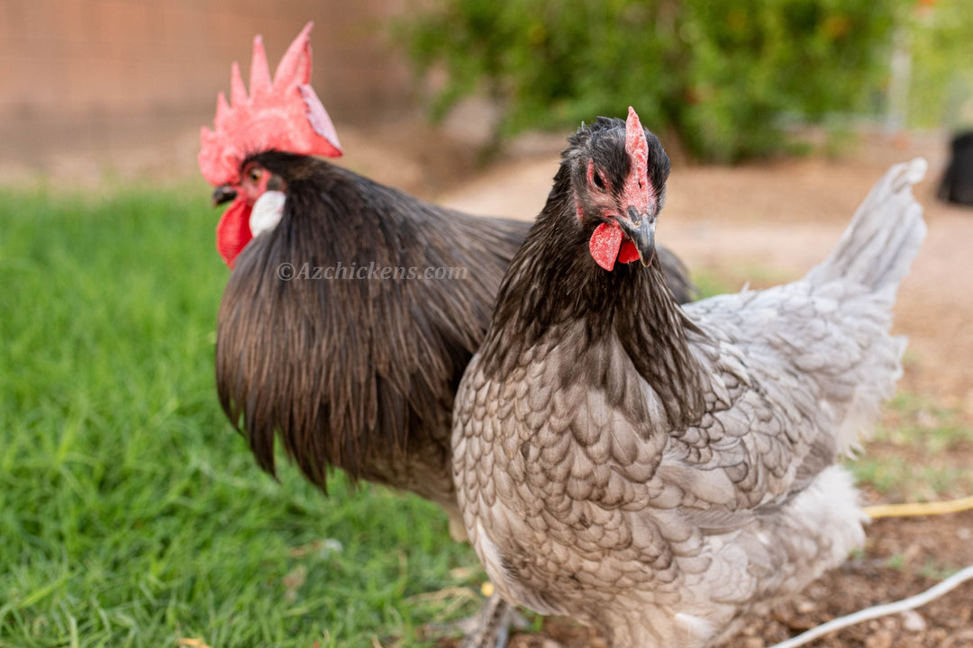 Blue American Bresse Chicks - Buy 10 + 5 Bonus Free (Unsexed, Shipping Included) - - Blue Bresse Chickens by Az Chickens