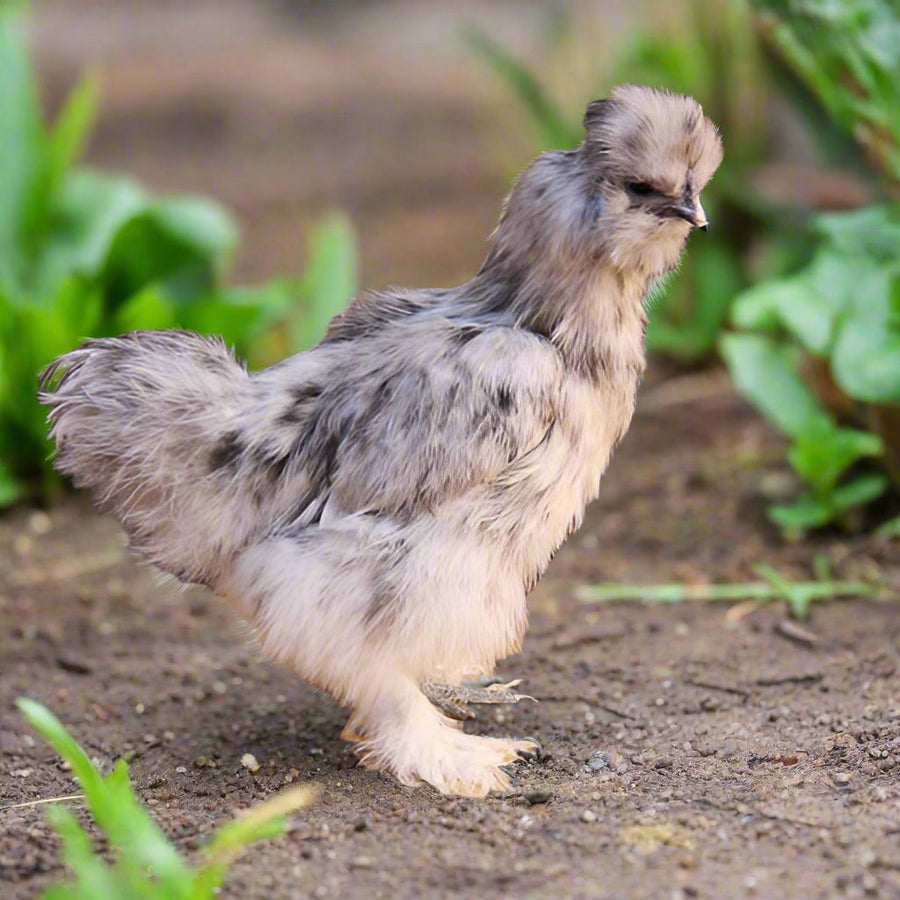 Silkie Chicks – Buy 6 + 3 Bonus Free (9 Unsexed, Mixed Colors, Shipping Included) - - by Az Chickens