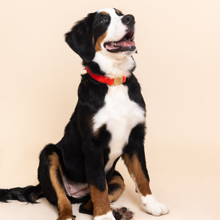 Suki Dog Collar