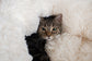 Armarkat Ultra Plush and Soft Cuddler Pet Bed - - Pet Bed by Armarkat