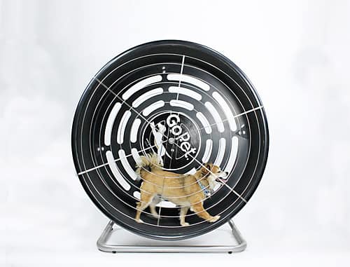 GoPet CG4012D – Toy/Small Breed Treadwheel