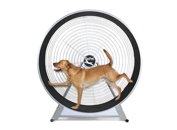GoPet CS8022 – Large Breed Treadwheel - - Treadwheels by GoPet