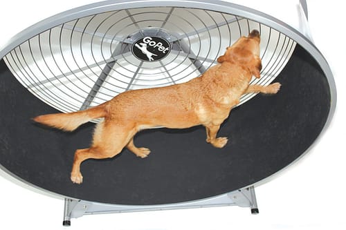 GoPet CS8022 – Large Breed Treadwheel - - Treadwheels by GoPet